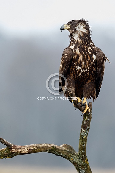 White tailed eagle or European Eagle