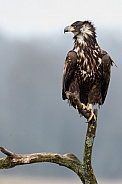 White tailed eagle or European Eagle