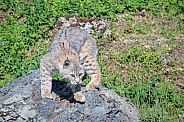 Bobcat on the Rocks