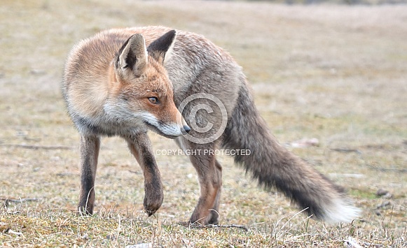 Red Fox Red Fox