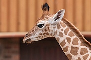 Rothschild's Giraffe Calf Close Up Side Profile