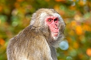 japanese macaque (Macaca fuscata)