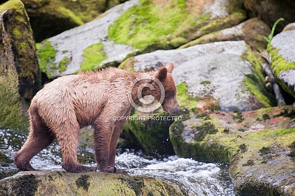 Lone grizzly bear cub profile