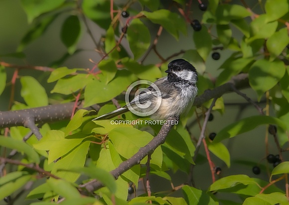 A Black-capped Chickadee in Alaska A Black-capped Chickadee in Alaska