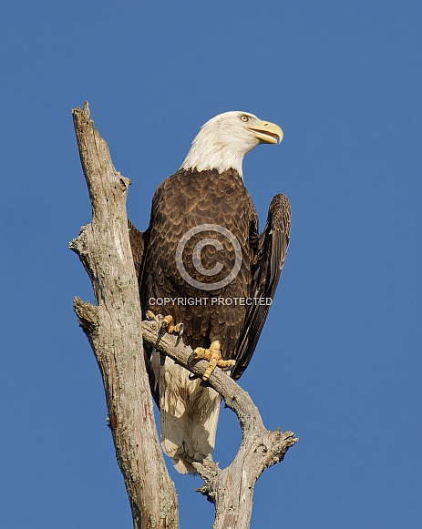 Bald Eagle