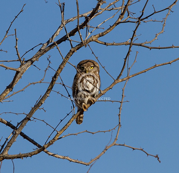 Pearl-spotted Owlet Pearl-spotted Owlet