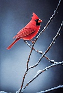 Red Cardinal in Winter