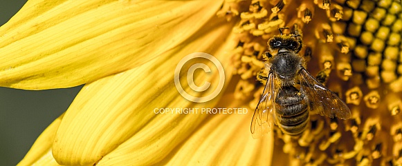 Honey Bee on sunflower