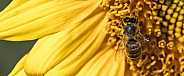 Honey Bee on sunflower