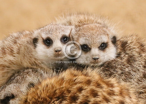 Meerkats