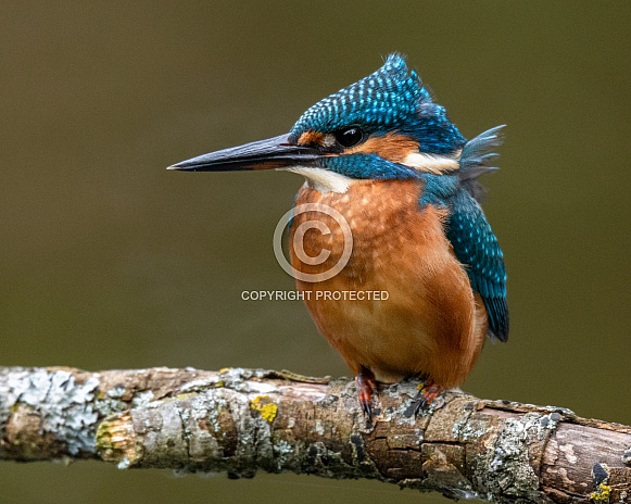 Kingfisher bad hair day Kingfisher bad hair day