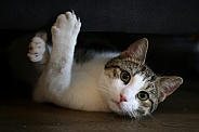Domestic cat 