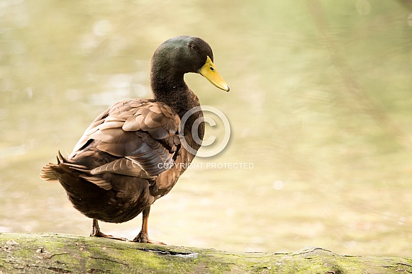 Brown duck (wild)