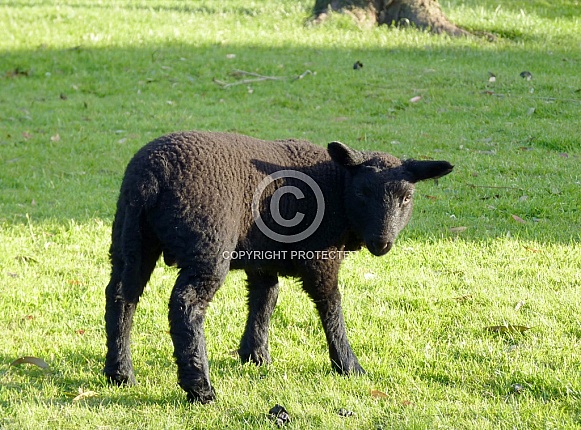 Black Lamb
