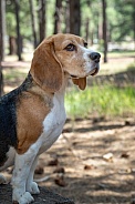 Profile portrait of a beagle