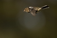 Female Chaffinch in Flight