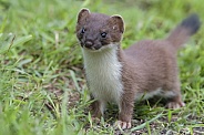 Stoat