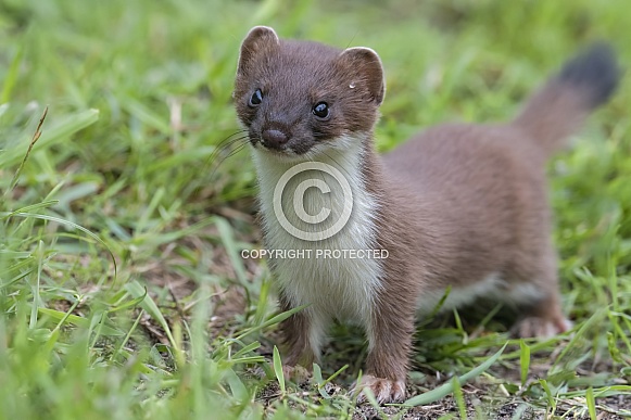 Stoat