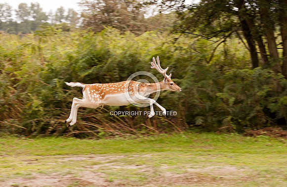 Fallow Deer