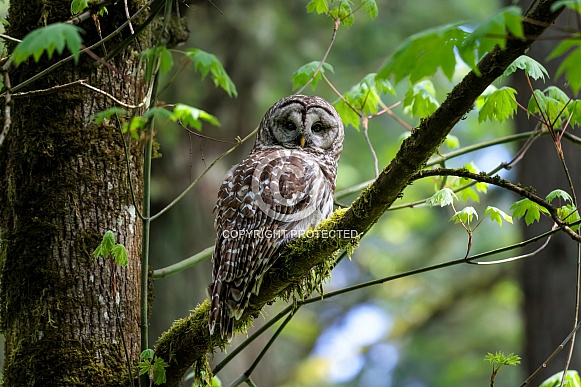 Barred Owl