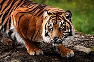 Sumatran Tiger