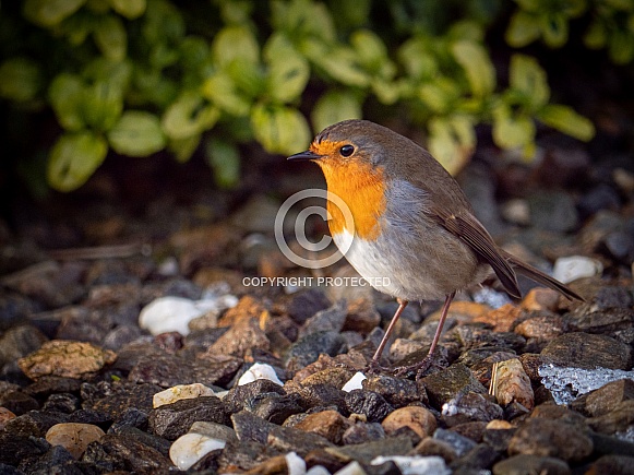 European Robin
