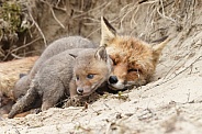 Red fox cubs