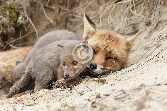 Red fox cubs