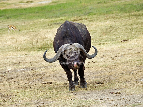 African Buffalo