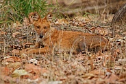 Dhoul pose in the nature habitat