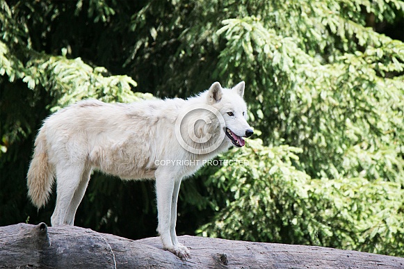Arctic wolf