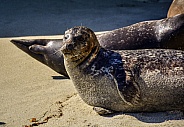 La Jolla Beach Seals