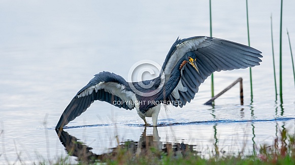 Tri-colored Heron (Egretta tricolor)