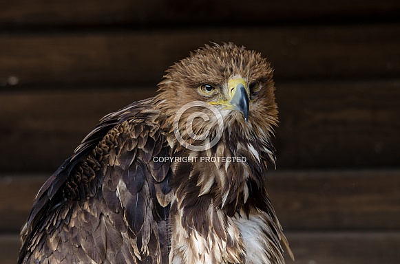 Tawny Eagle