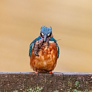 Kingfisher