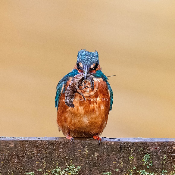 Kingfisher Kingfisher