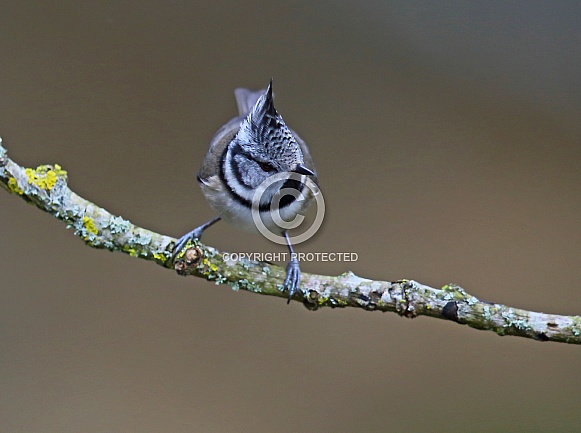 Crested Tit Crested Tit