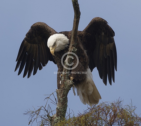 Bald Eagle