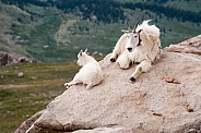 Wild Mountain Goat with kid