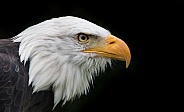 American Bald Eagle (Haliaeetus leucocephalus)