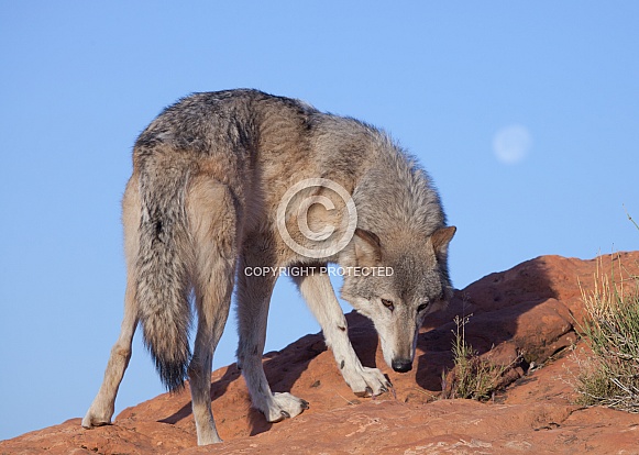 wolf, canis lupis wolf, canis lupis