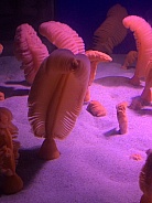 Live feathers under the sea