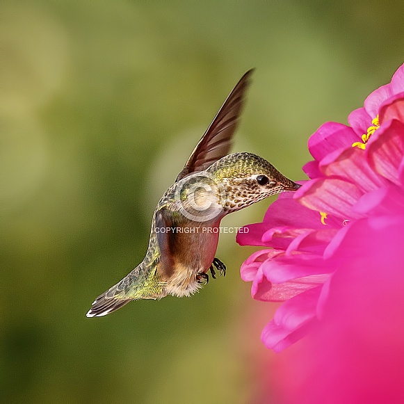 Hummingbird—Nectar Hunter