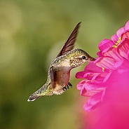 Hummingbird—Nectar Hunter