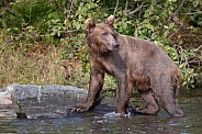 Alaskan brown bear coming out of the water