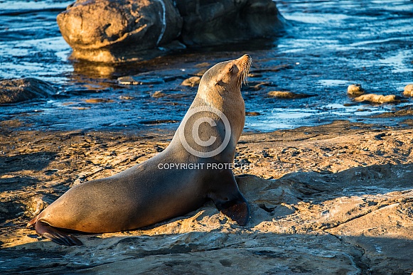 California Sea Lion California Sea Lion