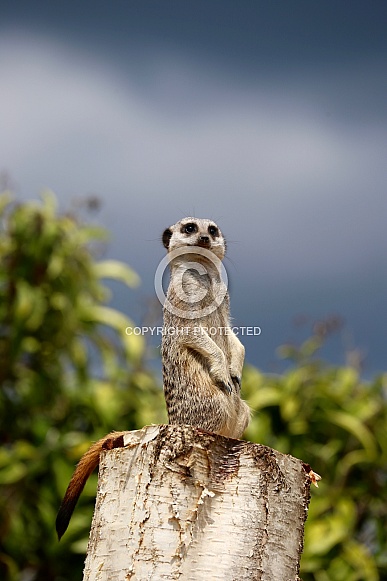 Meerkat Meerkat