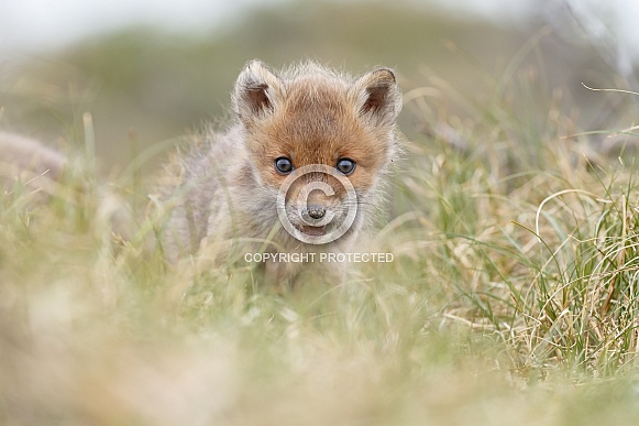 Red fox and cubs Red fox and cubs