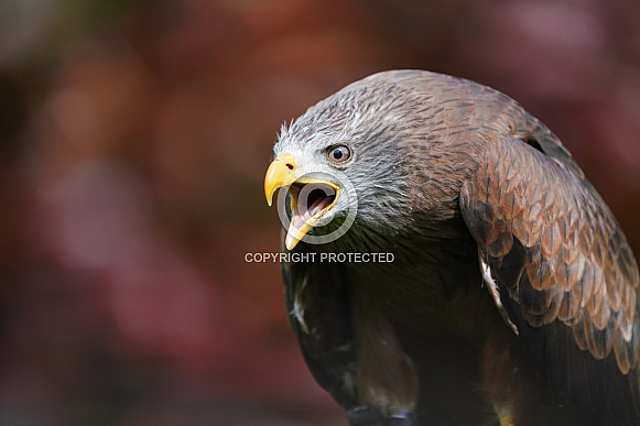 Yellow-Billed Kite