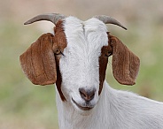 Goat